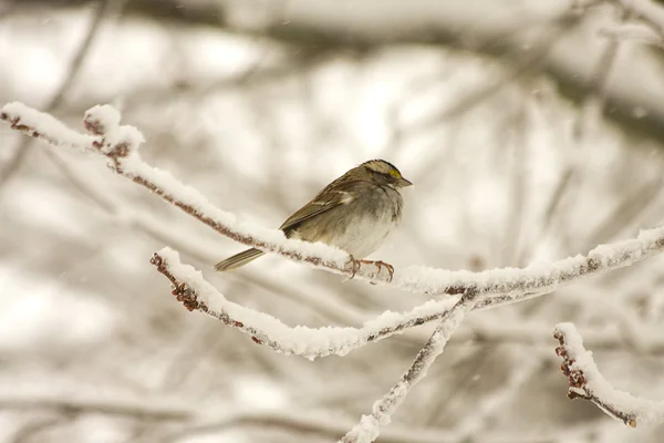 雪中的小鸟 — 图库照片