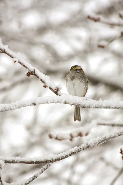 Aves en la nieve —  Fotos de Stock
