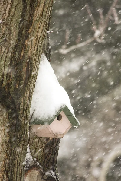 雪の中の鳥は — ストック写真