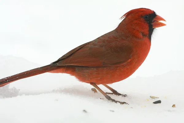Маленький червоний кардинал — стокове фото
