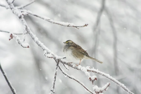 Ptaki w śniegu — Zdjęcie stockowe
