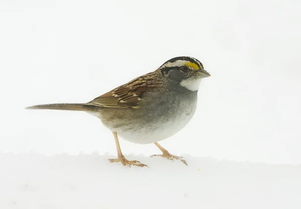 stock image Sparrow in snow