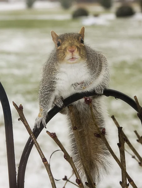 Squirrels and Snow — Stock Photo, Image