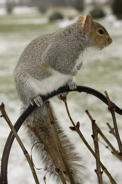 Squirrels and Snow — Stock Photo, Image