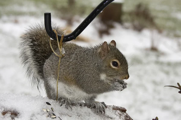 Écureuils et neige — Photo