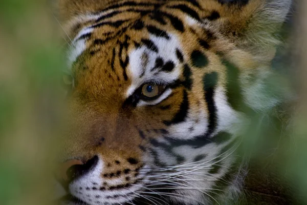 Tigris-állatkert — Stock Fotó