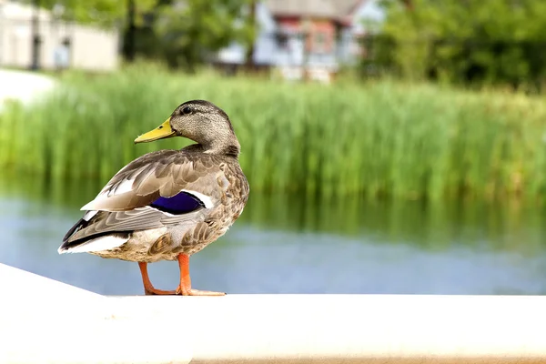 Cute Duck — Stock Photo, Image