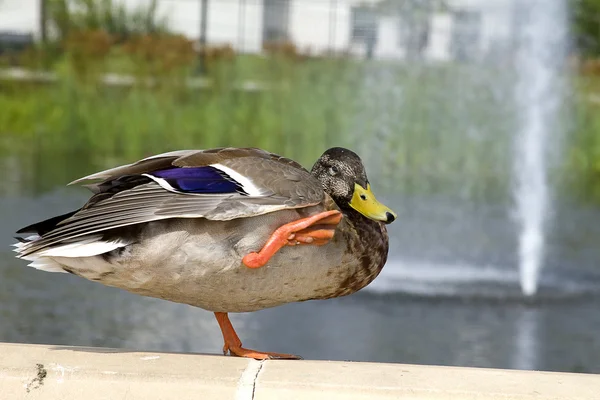 Duck Enjoying Water Sprays — Stock Photo, Image