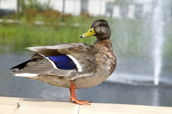 Perfect Sitting Duck — Stock Photo, Image