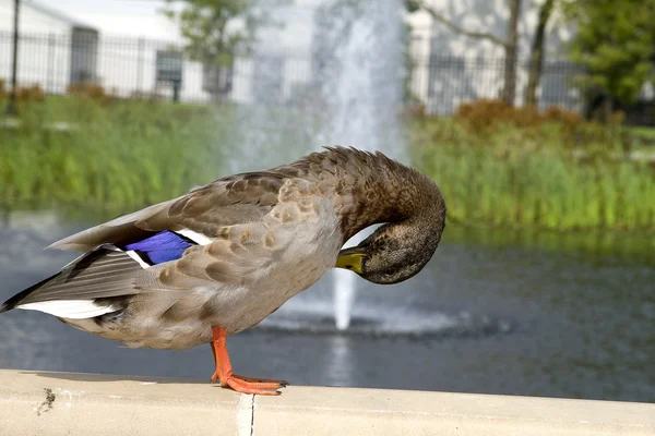 Posing Duck — Stock Photo, Image