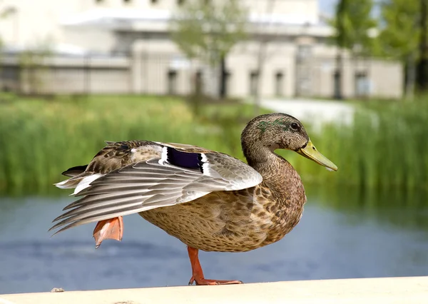 Single Duck in Park — Stock Photo, Image