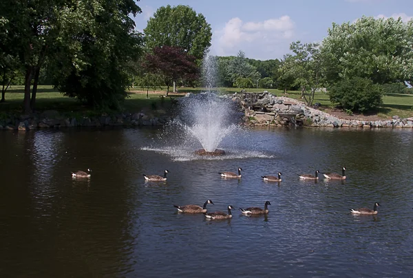 Country Geese in Water — Stock Photo, Image