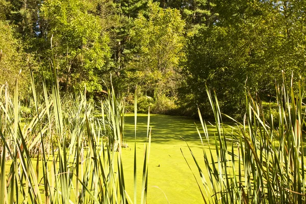 Lagoa de algas do país — Fotografia de Stock