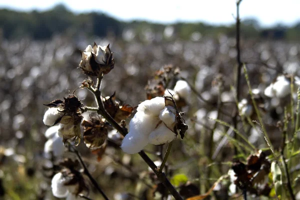 stock image Cotton Fields