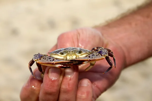Kleine Krabbe in den Händen — Stockfoto