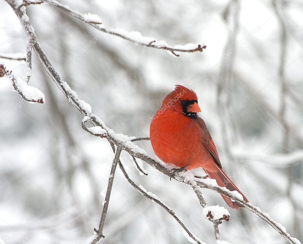 Small red cardinal