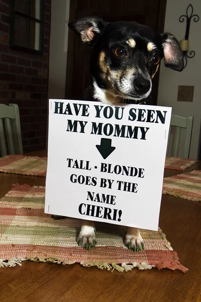 Funny Doggy & Sign — Stock Photo, Image