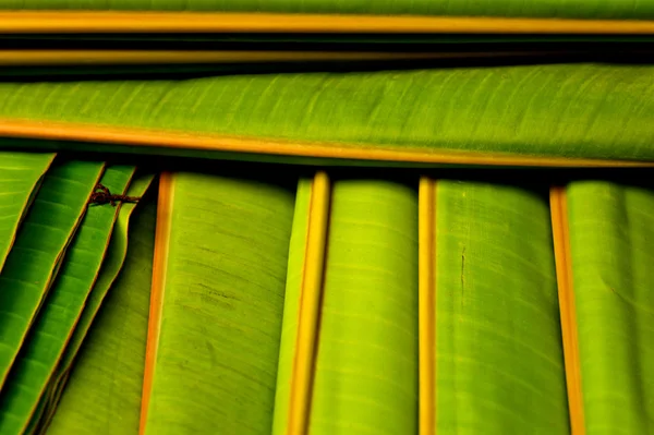 Banana leaf patterm — Stock Photo, Image