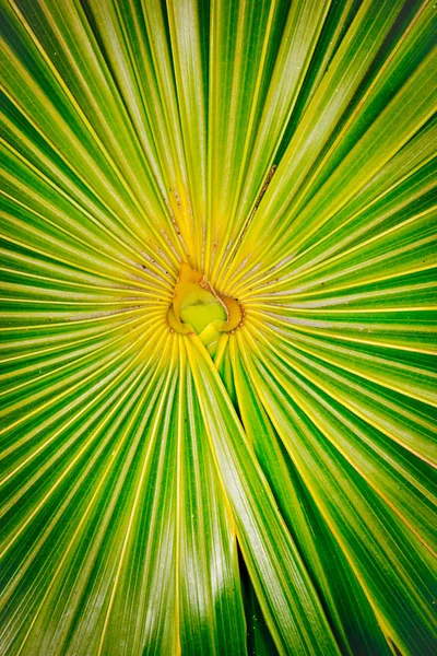 Bright center fern — Stock Photo, Image