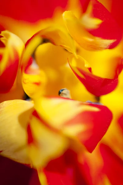 stock image Curled Petals