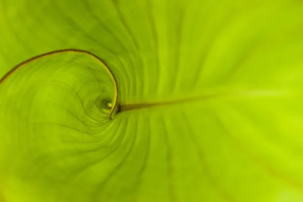 Close up Green Tropical Plant — Stock Photo, Image
