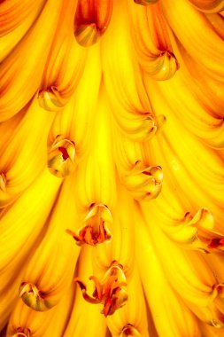 aloe aşırı closeup