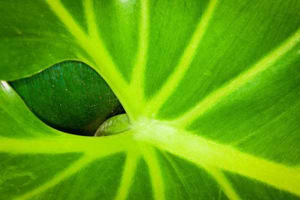 Uma folha atrás de uma folha — Fotografia de Stock