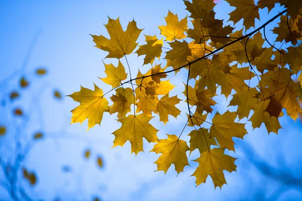 Afbeelding van esdoorn bladeren — Stockfoto