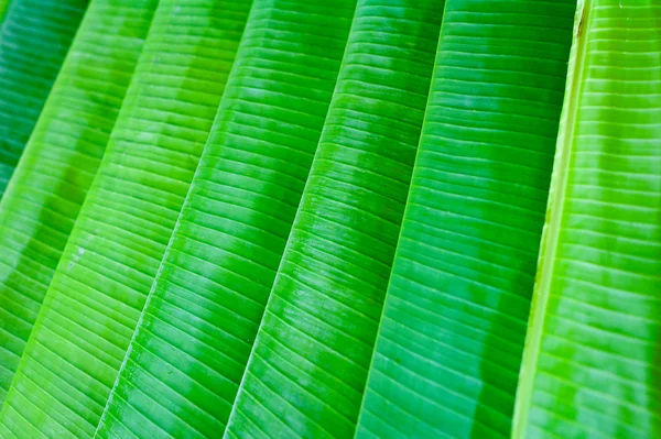Folhas de banana alinhadas — Fotografia de Stock