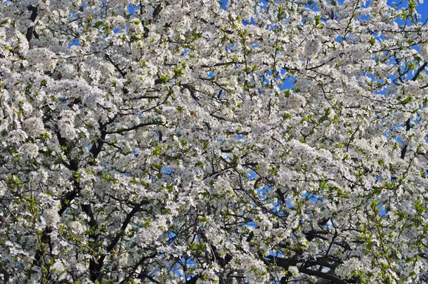 stock image Appletree