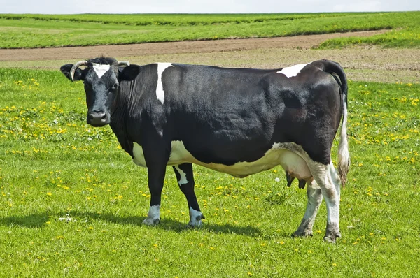 Krowa na tle zielonej trawie — Zdjęcie stockowe