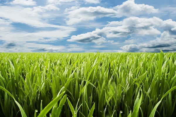 風景 - 緑の草とふくらんでいる雲 — ストック写真