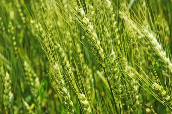 Pšenice — Stock fotografie