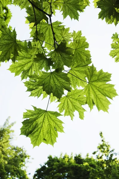 Maple leafs — Stock Photo, Image