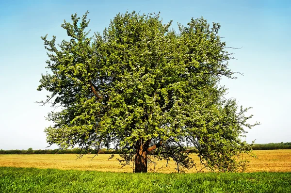 Дерево — стоковое фото