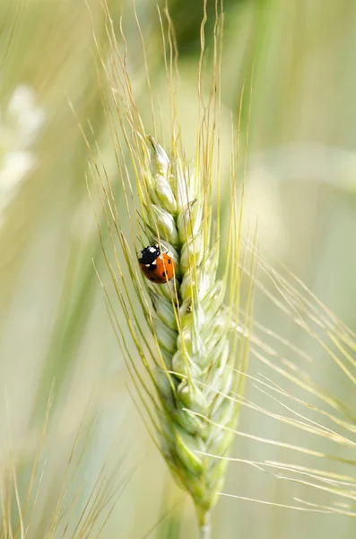 stock image Wheat ear