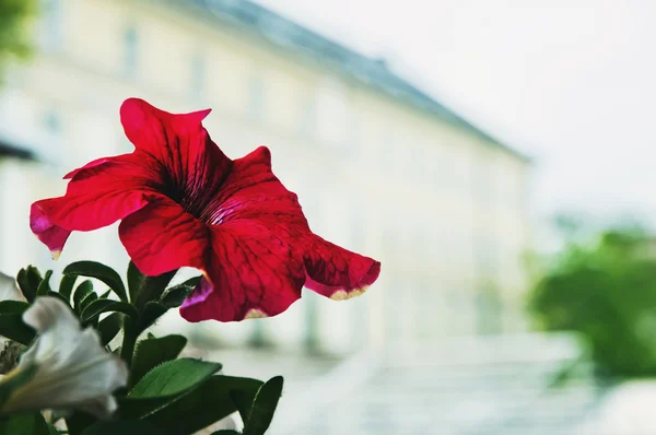Bloemen petunia — Stockfoto