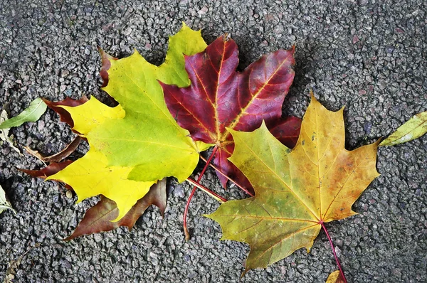 stock image Leaves of the maple