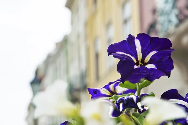 Kwiaty petunii — Zdjęcie stockowe