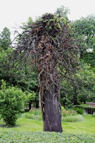 stock image Tree