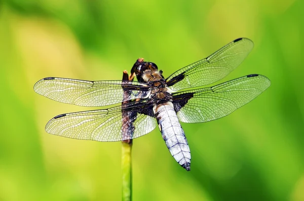 stock image Dragonfly