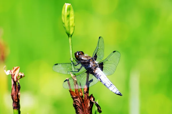 stock image Dragonfly