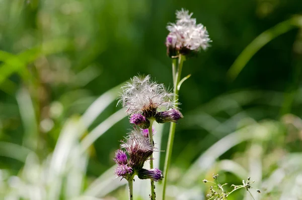 stock image Flower