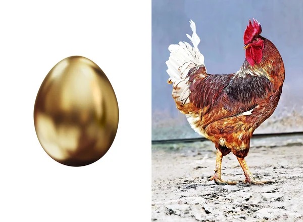 Postcard - cock and gold egg — Stock Photo, Image