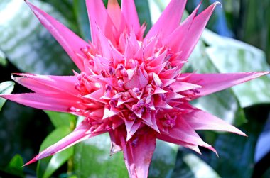 çiçek aechmea