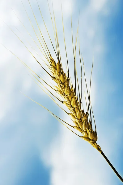 Пшеничное ухо — стоковое фото