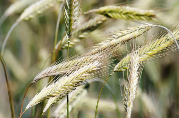 Ear of barley — Stock Photo, Image
