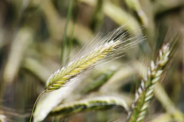 耳朵的大麦 — 图库照片