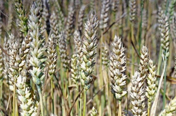 Ухо пшеницы — стоковое фото