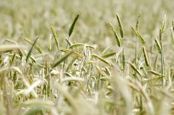 Ухо пшеницы — стоковое фото